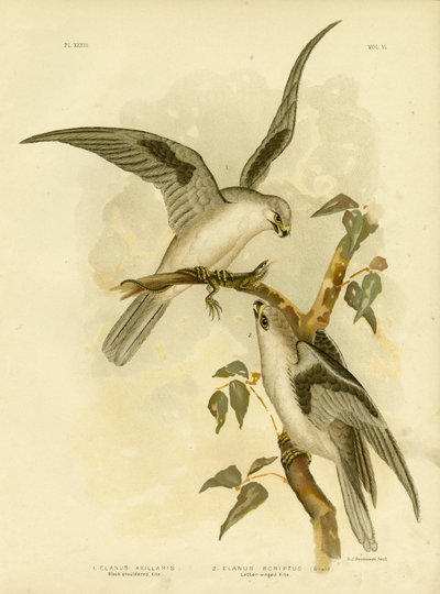 Black-Shouldered Kite, 1891 by Gracius Broinowski
